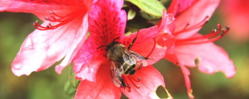杜鹃花冬天开花吗（杜鹃花为什么在冬天也开花）