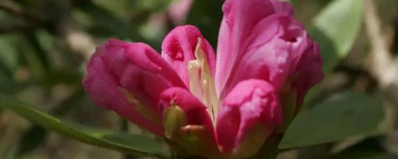 带花苞的杜鹃花怎么浇水 杜鹃花用什么水浇花