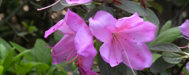 杜鹃花扦插可以水插吗（杜鹃花能水插生根吗）