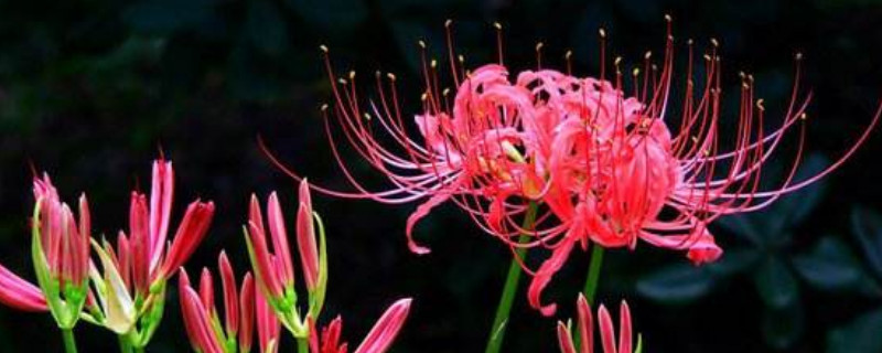 彼岸花的养护方法(彼岸花的栽种和养护)