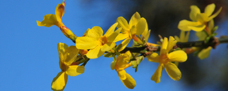 迎春花休眠了还绿吗(迎春花叶冬天绿吗)