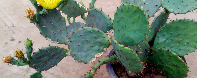 仙人掌浇水要浇透吗（仙人掌浇水不）