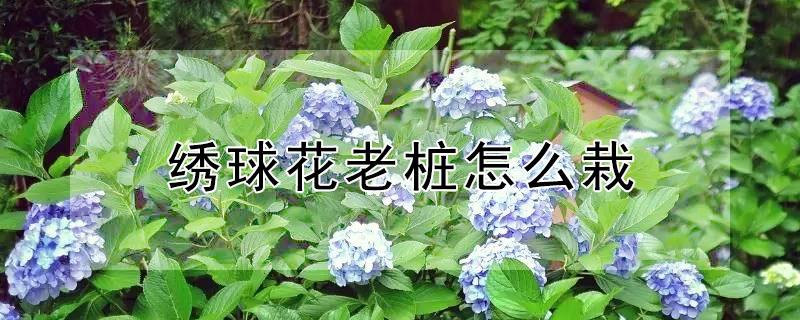 绣球花老桩怎么栽（绣球花老桩怎么种植）