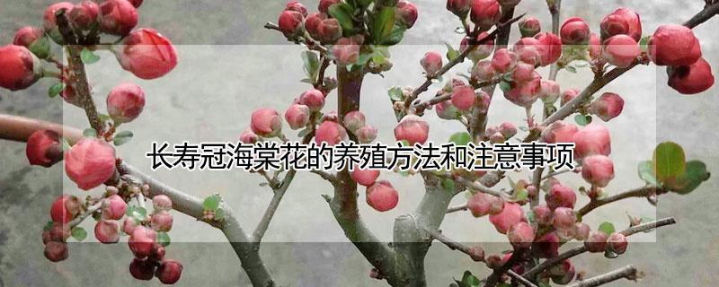 长寿冠海棠花的养殖方法和注意事项 四季长寿冠海棠花的养殖方法和注意事项