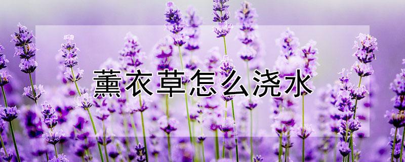 薰衣草怎么浇水(薰衣草播种后怎么浇水)