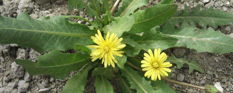 蒲公英种子直接种可以吗（蒲公英种子能种出来吗）