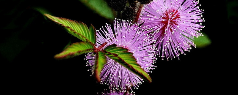 含羞草种子多久浇一次水 含羞草播种后怎么浇水