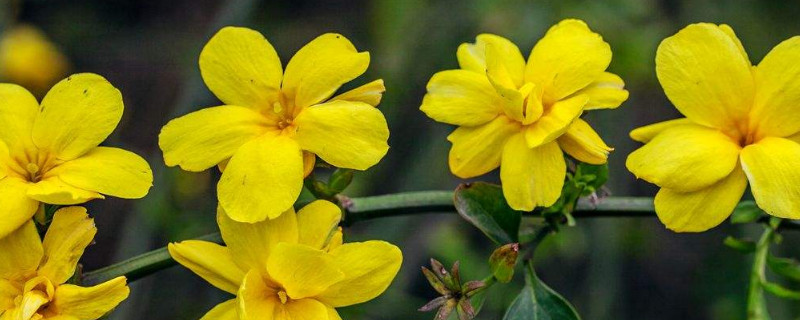迎春花可以晒太阳吗 迎春花可以暴晒吗