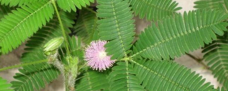 含羞草幼苗怎么养（怎样养含羞草苗）