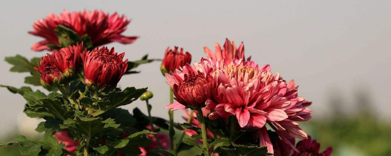 菊花为什么不开花 菊花为什么不开花 原因以及解决方法