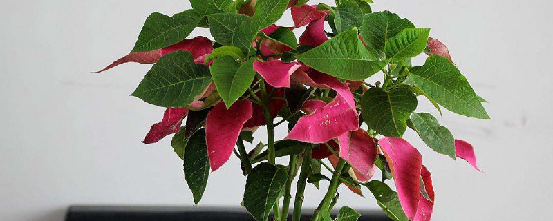 一品红花什么季节开花 一品红花什么时候开花