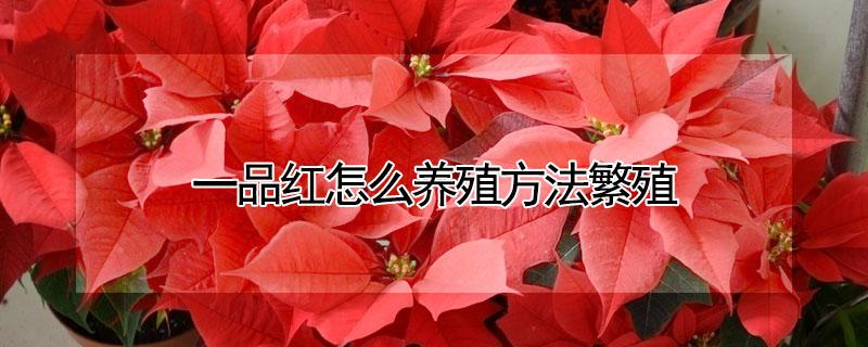 一品红怎么养殖方法繁殖（一品红的繁殖方法有哪些）