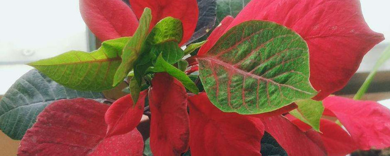 一品红喜水吗 一串红喜水吗