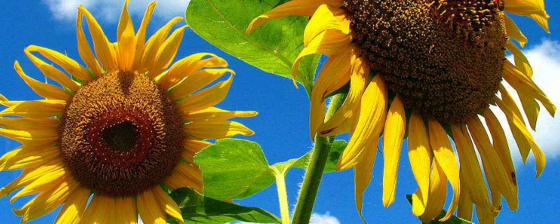 向日葵用什么土种比较好（向日葵什么土壤最好）