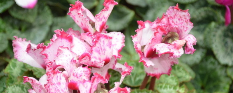 水培仙客来的养殖方法和注意事项（水培仙客来好养还是土养好）