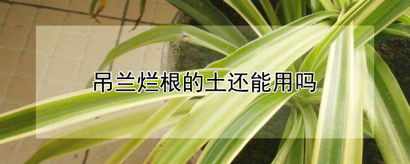 吊兰烂根的土还能用吗（吊兰烂根了还能活吗）