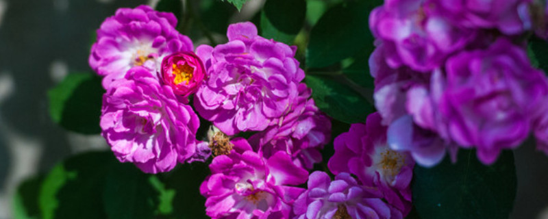 蔷薇花的养殖方法 蔷薇花的养殖方法和注意事项几月开花