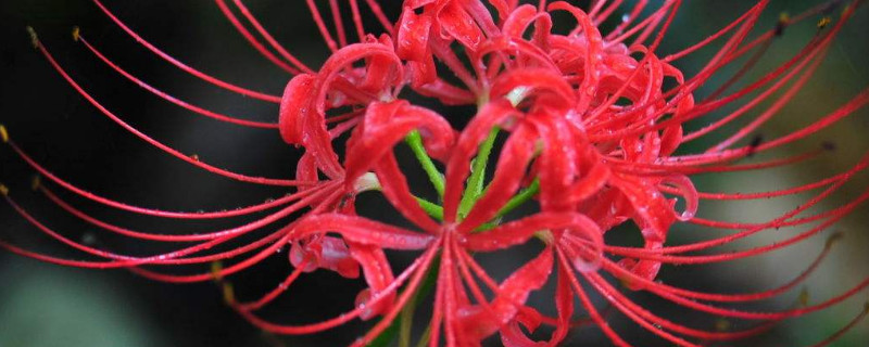 彼岸花花后怎么修剪（彼岸花需要修剪吗）