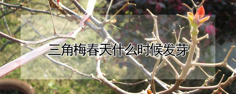 三角梅春天什么时候发芽（三角梅春天发芽时间）