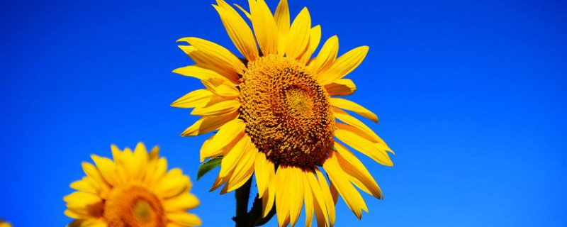 向日葵花期是几月（向日葵花期是多长时间）