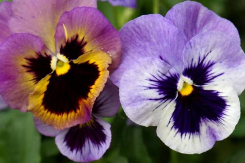 花期长好看又好养的花