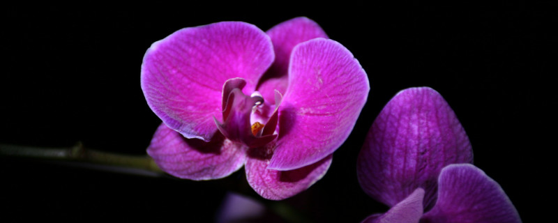 开过的蝴蝶兰怎么处理（开过的蝴蝶兰怎么养护）