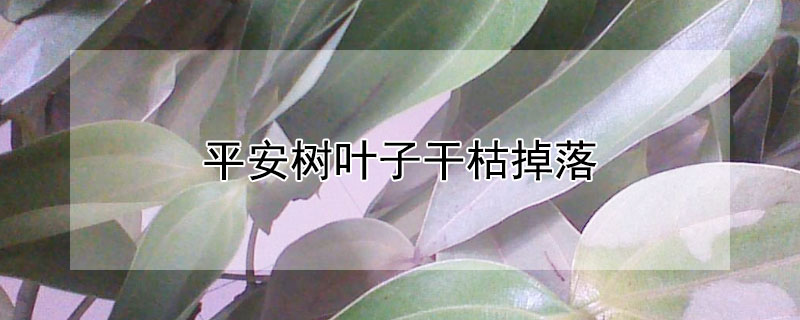 平安树叶子干枯掉落 平安树叶子干枯掉落还会长叶子