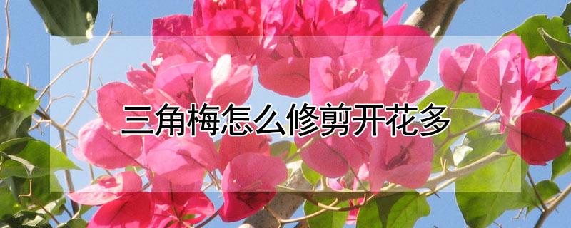 三角梅怎么修剪开花多（三角梅怎样修剪开花）