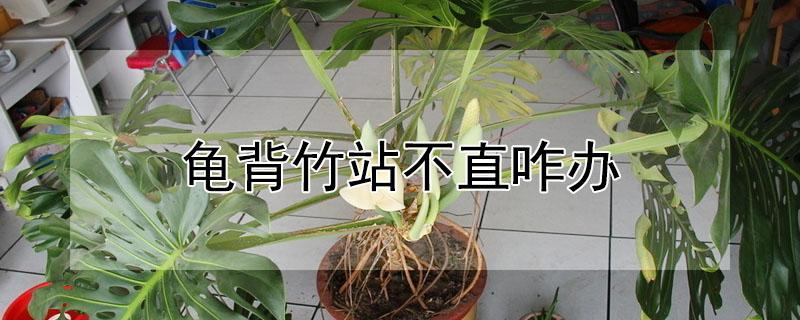 龟背竹站不直咋办 龟背竹站不起来怎么办