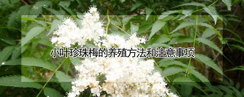 小叶珍珠梅的养殖方法和注意事项（珍珠梅种植方法和注意事项）