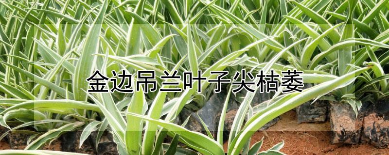 金边吊兰叶子尖枯萎 金边吊兰叶子尖枯萎发黄怎么办