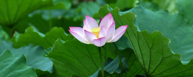 荷花根怎么种 荷花长根后怎么种