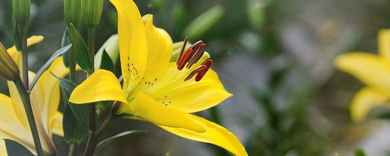 百合长花苞后要怎么养（百合孕育花苞的时候怎么养护）