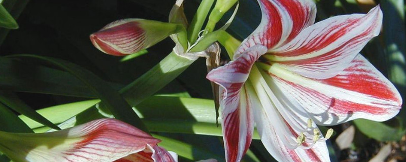 百合花春天开花吗（春天种百合会开花吗）