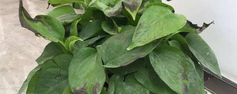 绿萝叶尖发黑怎么回事(绿萝叶子干尖发黑是怎么回事)
