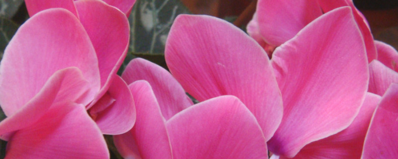 仙客来好养吗 仙客来好养吗怎么浇水