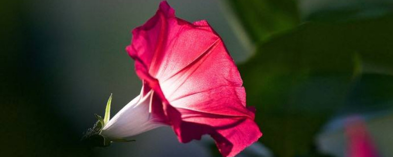 牵牛花如何扦插繁殖（牵牛花能扦插吗怎样扦插）