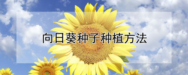 向日葵种子种植方法（向日葵种子种植方法步骤）