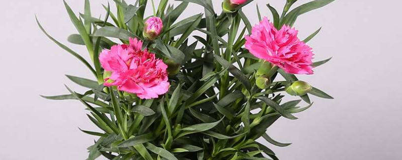 康乃馨直接插在土里能活吗（康乃馨可以插在土里生根吗）