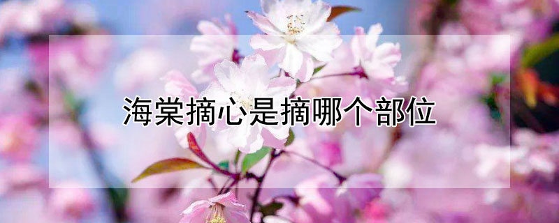 海棠摘心是摘哪个部位（盆栽海棠什么时候摘心）