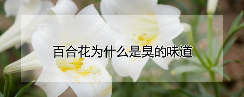 百合花为什么是臭的味道（百合花为什么有臭味）