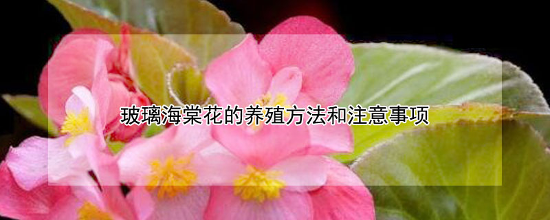 玻璃海棠花的养殖方法和注意事项(玻璃翠海棠花的养殖方法和注意事项)