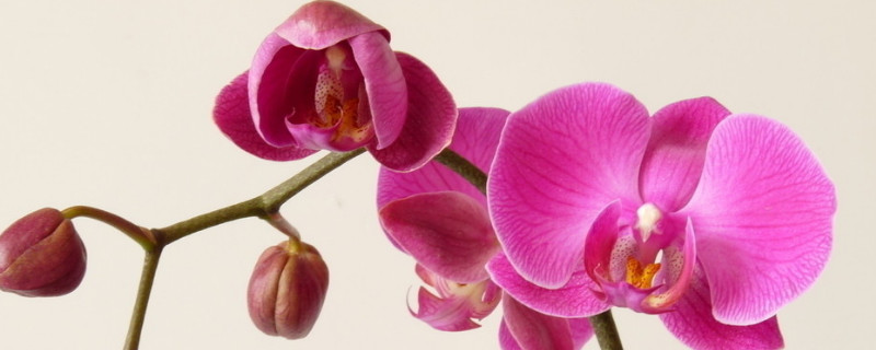 蝴蝶兰如何过冬（蝴蝶兰怎样过冬）