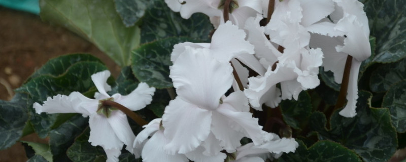 仙客来怎么浇水（仙客来怎么浇水花开得好）