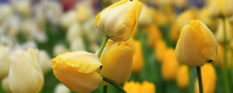 郁金香水培能长出新的种子吗（郁金香种子可以水培吗）