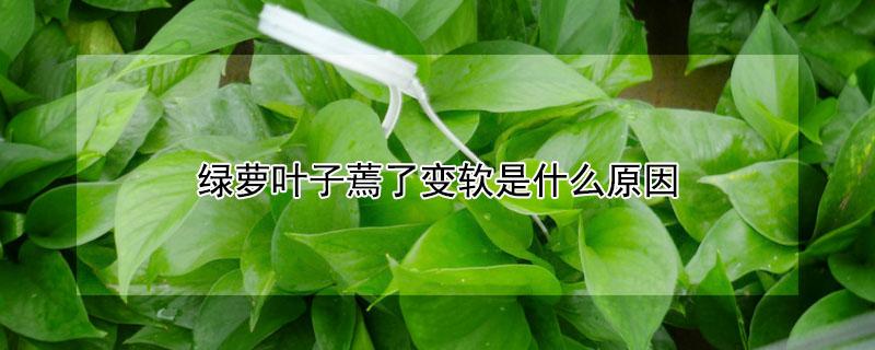 绿萝叶子蔫了变软是什么原因（绿萝叶子蔫了变软是什么原因怎么补救）
