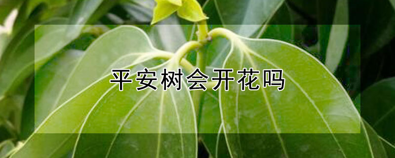 平安树会开花吗（平安树会开花吗?几年开一次?）