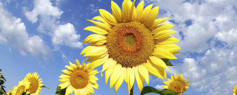 向日葵有什么气味（向日葵气味是什么）