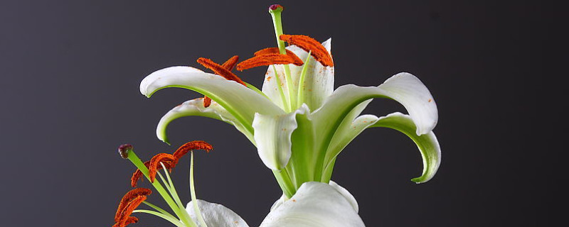 百合气味对身体有害吗 百合味道对身体有害吗