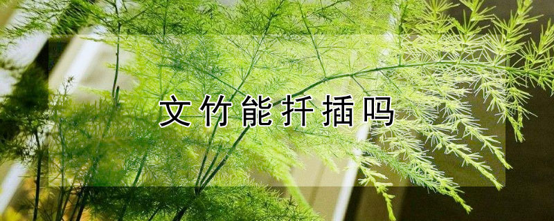 文竹能扦插吗 文竹能扦插吗?
